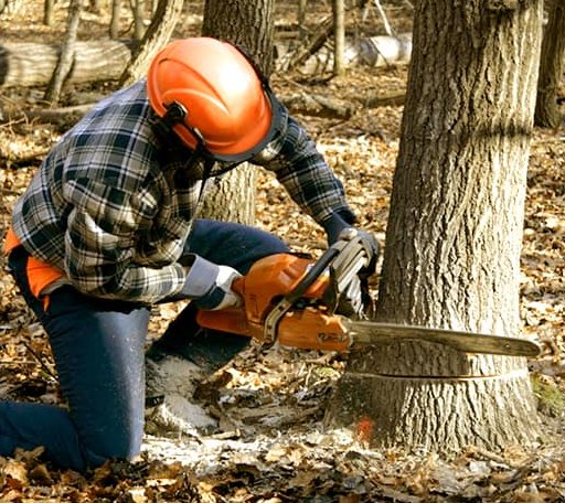 Tree Removal in Mount Airy, NC